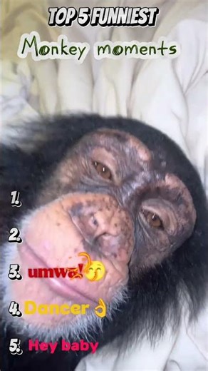 🐒Ranking Funniest Monkey Moments🐒