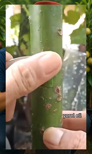 17K views · 88 reactions | Patch budding technique #fblifestyle #Grafting #graftingplant #chipbudding #graftingtechnique | Grafting Techniques | Facebook