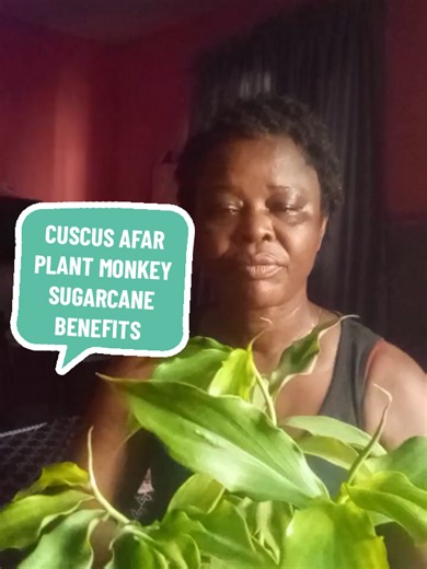 Discover the Health Benefits of Cuscus Afar Plant