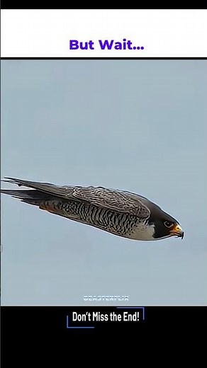 “Ultimate Bird Battle – Eagle vs Falcon Hunting Duck 🦅🔥🦆” #animals #wildlife #shorts #falcon