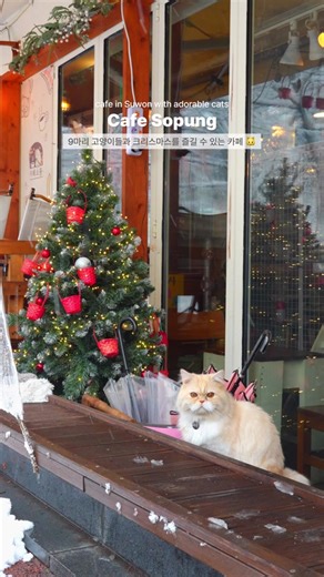 고양이들과 함께 하는 크리스마스 카페 소풍 🎄
