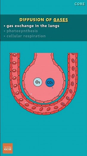 IGCSE Biology - DIFFUSION of GASES in Living Organisms (3.1) #biology #science #igcse
