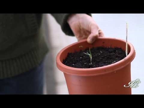 Keep your plants growing outside in the winter using a cold frame!