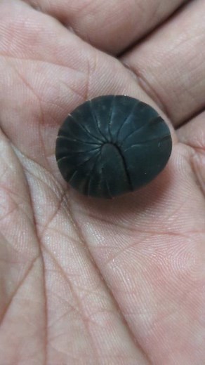 136K views · 2K reactions | Found a Pokë ball, what pokemon evolves with this shiny black stone 樂 #macro_dix #fypシ゚ #akdiffuser @highlight #godoxlighting #omsystem #macro #macroworld #bugs | Dix Balino | Facebook