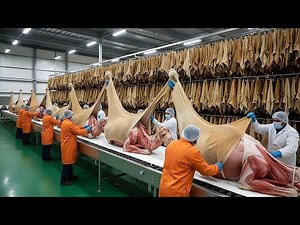 Inside the Camel Wool Factory: From Desert Herds to Premium Fabric (Full Process)