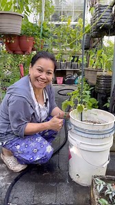 397K views · 38K reactions | One unique way to plant your cucumbers! #upcycle #cucumbers #urbangardening #urbangarden | Judy Bao Garden | Facebook