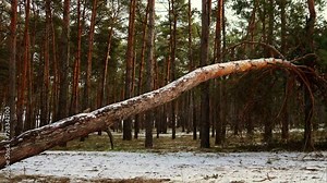 Fallen Tree in Snowy Forest on Sunny Winter Day. Fallen pine covered in snow stands middle of peaceful woodland glistening in sunlight. Beautiful uncultivated nature, ecological places