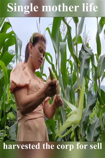 15K views · 473 reactions | harvesting corn to sell for little income #yennhi #singlemother #singlemomlife | Single Mother Life | Facebook