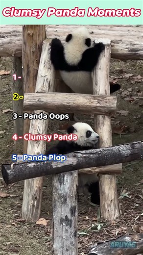 Cutest Panda Moments That Will Make Your Day 🐼💖