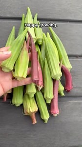 141K views · 3.7K reactions | Did you know okra comes in a rainbow of varieties? And sizes? | The Okra Lady LLC | Facebook