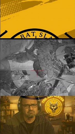 Rat Shooting Frenzy | Extreme Rat Hunt in the Farm | BackYard Rat Hunt | The Rat Slayer