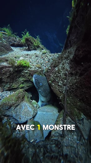 Une énorme anguille ! Même en eau douce on peut tomber sur des espèces de poissons terrifiantes 😱🇷🇪 #reunion #island #smallcreators #diving #river