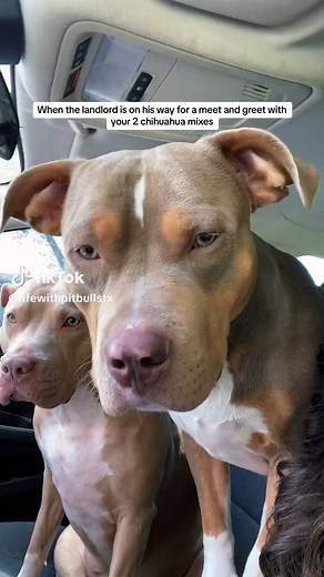 Hilarious Meet and Greet with Chihuahua Mixes