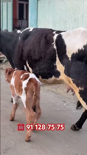 TOLIQ VIDEOSI 08:20 da chiqadi