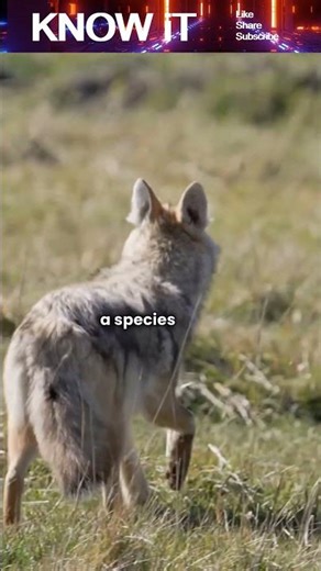 Why is Genetic diversity important for species survival?