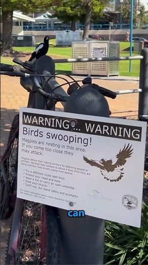 🐦 This Bird Remembers Your Face... And Attacks You 😳#Magpie #wildlifefacts #natureshorts #fyp