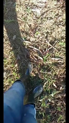 tcpiggry (@tc_piggry)’s videos with original sound - tcpiggry