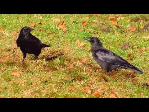smart crows tearing up a lawn looking for chafer beetle grubs in British Columbia invasive species