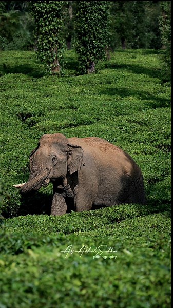 Wild India 🐘🦌🦚 | Elephants, Deer, Peacocks, Flamingos & More | Wildlife of Indian Forests
