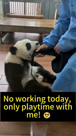 He Bit the Apron Strap and Refused to Let Go#panda #pandacubs #animalshorts