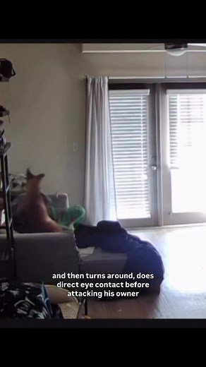 253K views · 729 reactions |  Understanding Dog Behaviour Matters...