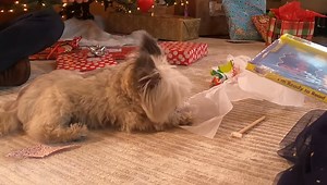 Norbert versus wrapping paper! who won? | Norbert