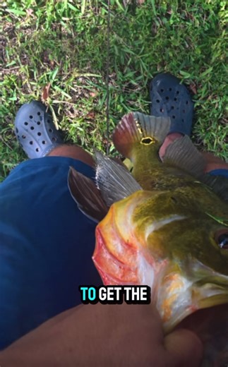 Hoping to catch a hugeee one this year #fishing #peacockbass