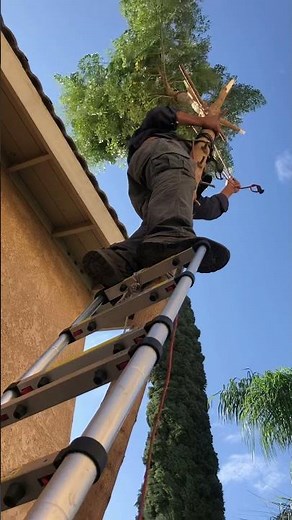 How to cut a tree 🌲 ladder 🪜 chainsaw