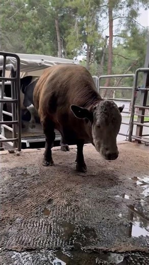 GIANT SIMMENTAL BULLS ARE GETTING OFF THE TRUCK