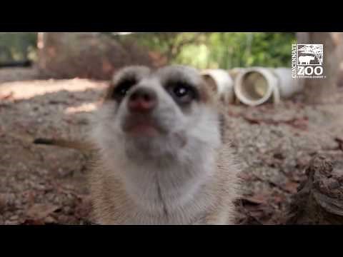 Meerkats Trained for Voluntary Vaccinations - Cincinnati Zoo