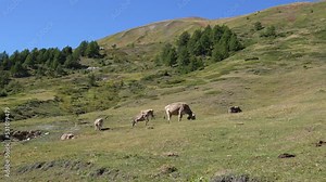 Static Shot Of A Herd Of Dairy Cows Swiss Brown Cattle Grazing On Meadow In The Mountain Range Of The Swiss Alps