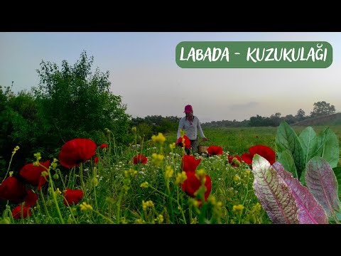 LABADA (Rumex obtusifolius L.) - SORRT HERB (Rumex acetosa L.) / Edible Wild Herbs