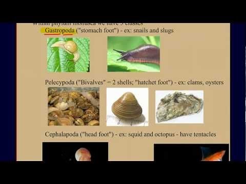 Invertebrate Diversity Part 2: Mollusks: A Case Study