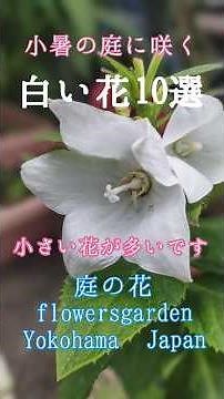 白い花10選 ☀️小暑の庭 庭の花 #白い花 #庭の花 #花のある風景 #山野草 #花風景 #花のある生活 #杜鵑草 #花のある庭 #nature #flowers #garden #ガーデン