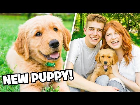 We Got OUR DREAM DOG!