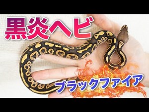 [Inky Flames!] Ball Python "Black Fire"｜Ball Python Morph List