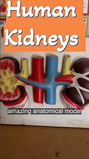 Human Kidneys Model || Science Laboratory #scienceexhibitionmodel #sciencefair #shorts