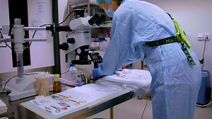 Isolation of Regenerating Hepatocytes after Partial Hepatectomy in Mice