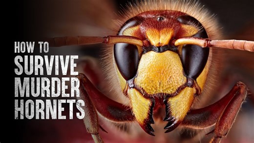 Surviving Murder Hornet Stings