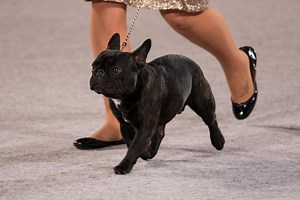 How to Train Your Dog for Conformation