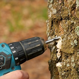How To Get Tree Sap And More | Awesome