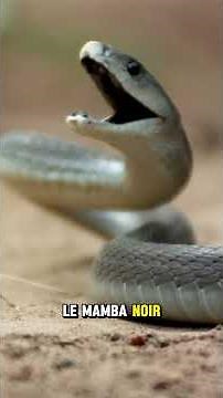 Le serpent le plus effrayant du monde : le redoutable Mamba Noir. #animals #animalshorts #wildlife
