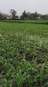 Matibay din sa tag-ulan tung variety na to.. #fblifestyle | Etching vlog tv