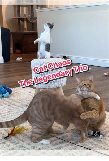 276K views · 8.4K reactions | Welcome to today’s episode of ✨CAT CHAOS✨ featuring the one and only Trio of Legendary Beasts Raikou⚡️, Entei and Suicune . . .wellllll they are supposed to be #legendarypokemon but I’m starting to think we accidentally ordered our #pokemon trio from an off brand site  #funnycat #orangecat #petparents #fblifestyle #catloversclub | Olivia Renee | Facebook