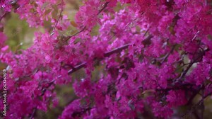 Pink tree in daylight, branches of spring flowering tree, fruit tree, slow motion