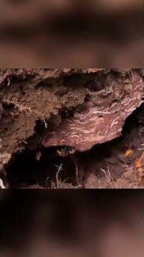 How to Handle Giant Hornets Safely #wildliferescue #bee #gianthornets #hornethunting