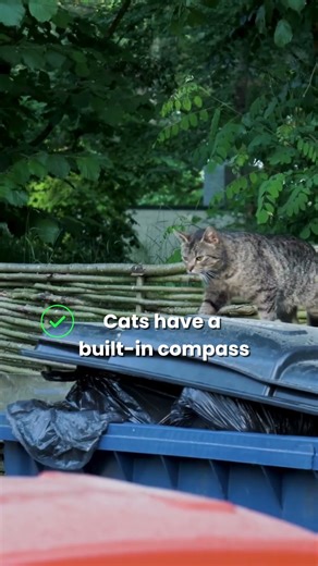 Is It a Fact? – Cats Have a Built-In Compass?