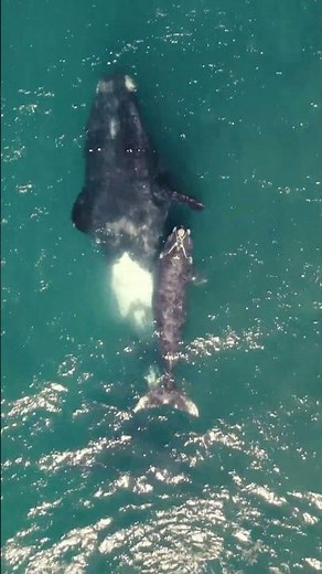 What Does a Whale Sound Like? 🐋