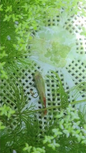 This couple have yet give the fry