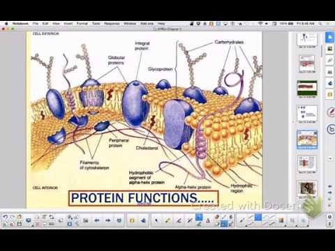 Cell Membrane: Protein Functions